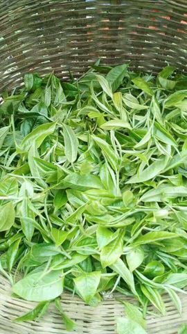 古树茶雅兰批发主播照片