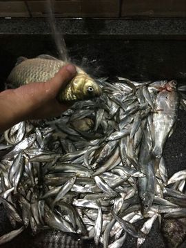 168888大叔主播照片