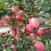 朱广宁海报