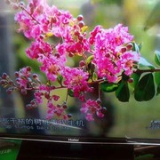 映山红isl