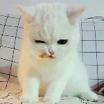 荆棘゜