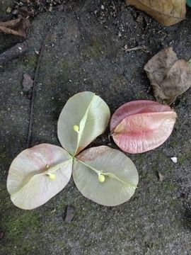 花花…公子主播照片