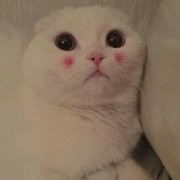 -蔡佩华o