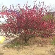 荀贺宁