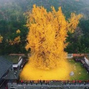 望峰息心i