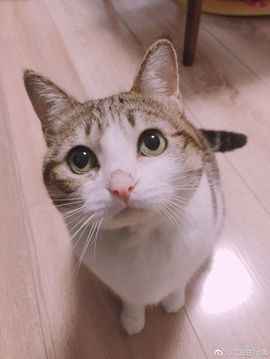 CrestViVix主播照片