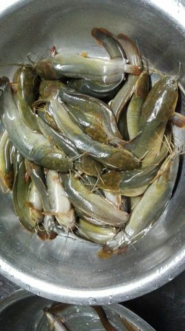 168888大叔主播照片