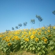 (➹小瑋玮)的黑粉6