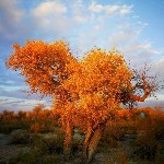 永遠の葵花海报