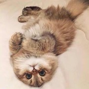 CAT🎈