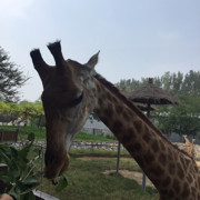 听风看雨t海报