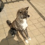 龙啸Q九天海报