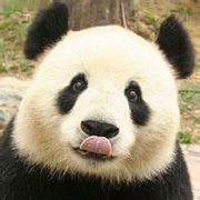 熊猫很笨