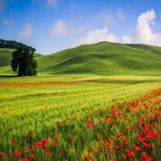 风景如画@
