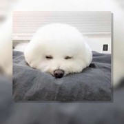 A李子🍐