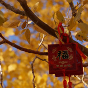 杨柳垂垂风袅袅海报