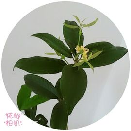 深海鱼h9主播照片