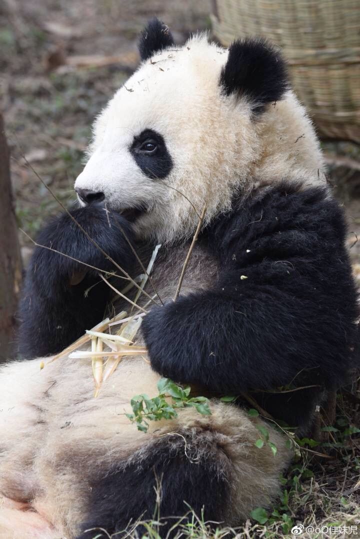 呆呆要过任务的主播照片