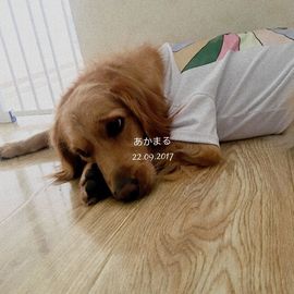 追呢阿狸听到了打主播照片