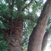 长常乐海报