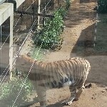 陕西柱子