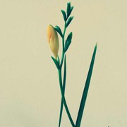《向日葵🌻》海报