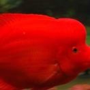 不会🏊的🐠
