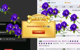 海鸽晚上见主播照片
