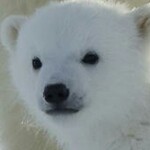 紫豪☞小熊猫的头像