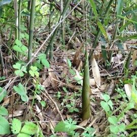 慧慧天使主播照片