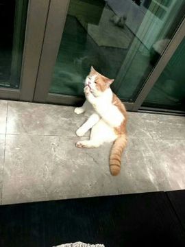 hello小彭主播照片