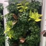 柠萌`