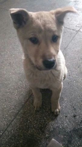 慧慧天使主播照片