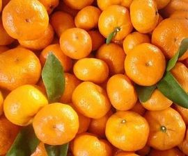 生态南丰贡橘主播照片