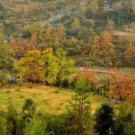 山里红山果