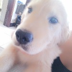 完美未来