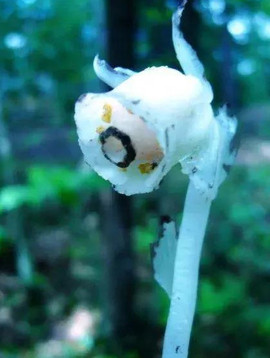 【🌼踏●雪🌼】主播照片