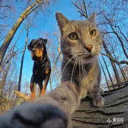 社会猫的头像