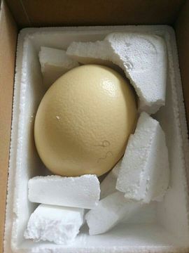 神☞貔貅☜主播照片