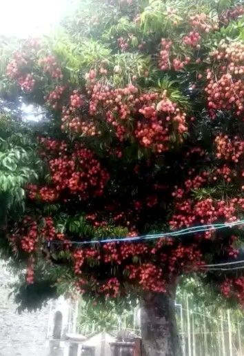 淡看浮華彩云煙的主播照片