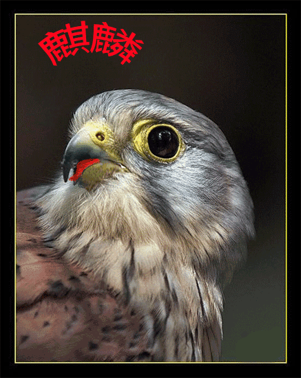 麒麟在此的主播照片