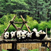 逗比先生L