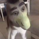 小十九h