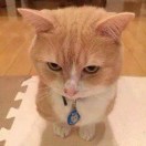 猫5f5