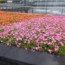 烟雨弥茫海报