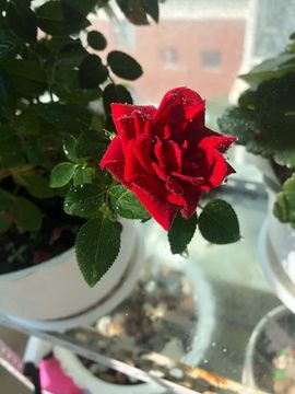 董姨？主播照片