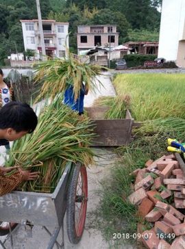 廖e6永福富硒砂糖橘主播照片