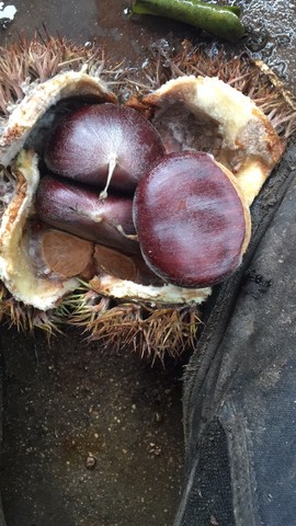 山东农副土特产品主播照片