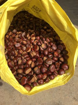 山东农副土特产品主播照片