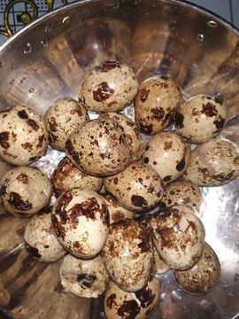 吃货🐽猪猪^O^主播照片